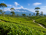icon image - kebun teh tambi - paket wisata dieng dari jogja - tourdejogja