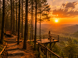 icon-image-hutan pinus mangunan destinasi wisata jogja-tourdejogja